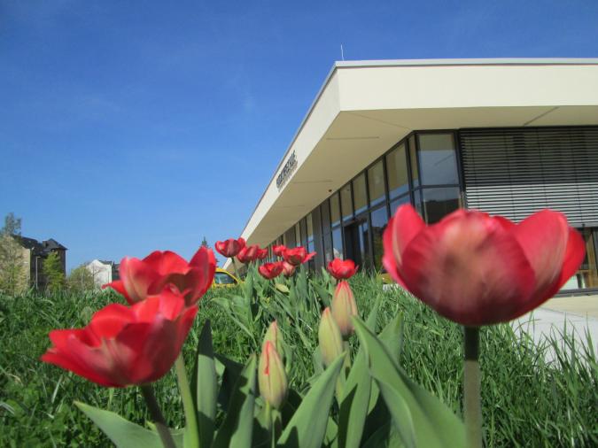 Blick auf das Schulgebäude, im Vordergrund große rote Tulpen